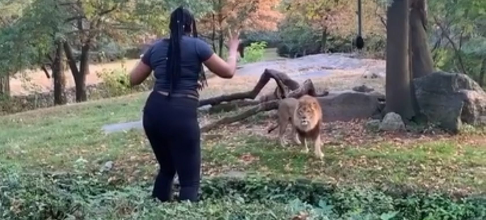 Una mujer entra a la jaula de los leones en el Zoológico del Bronx |  Actualidad | LOS40 México