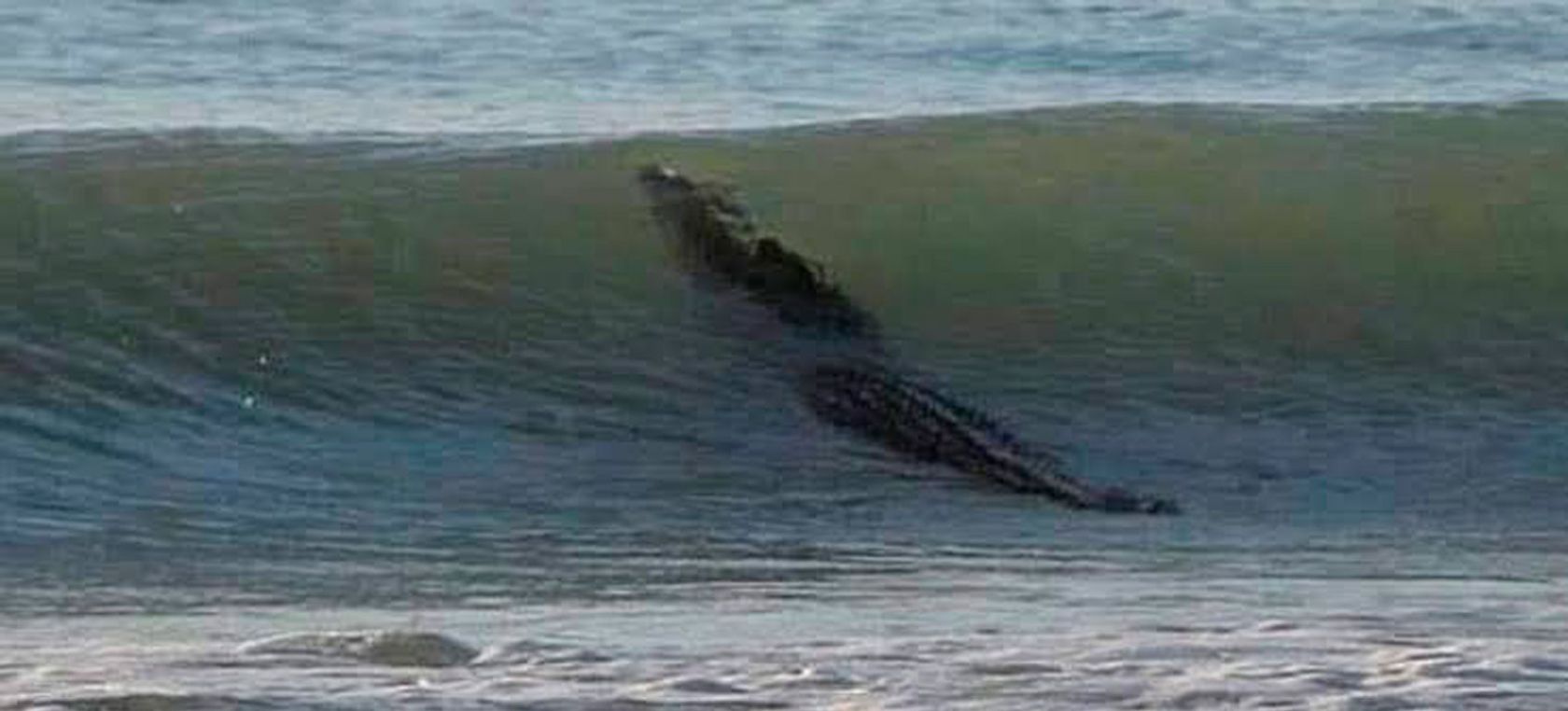 Capturan a cocodrilo que nadaba en playas de Acapulco | Actualidad | LOS40  México