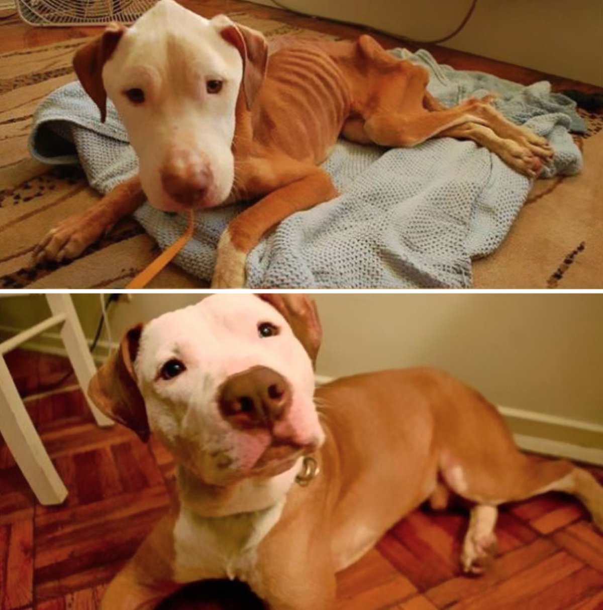 El antes y después de perritos rescatados