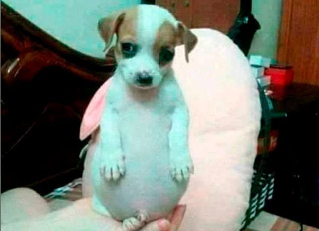 por qué mi perro tiene la barriga morada