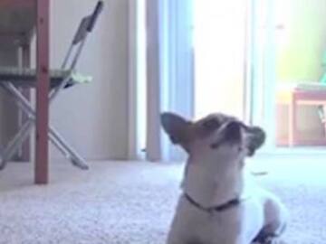 divertido perrito practica yoga con su dueño