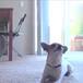 divertido perrito practica yoga con su dueño