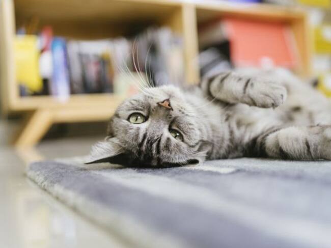 Al final no se supo que le pasó al gatito