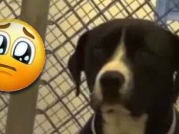 Reacción de perrito al ser adoptado conmueve internet