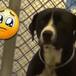 Reacción de perrito al ser adoptado conmueve internet