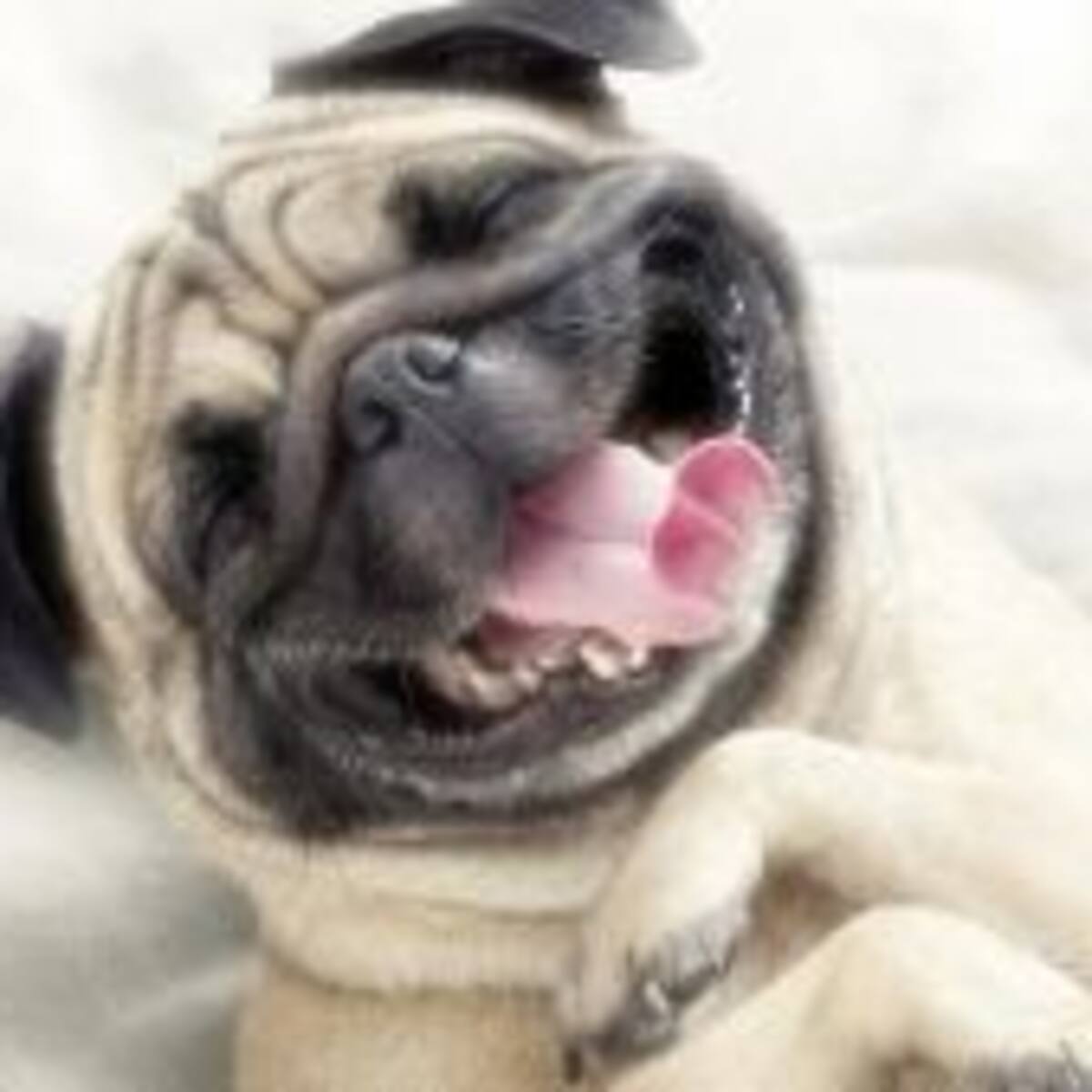 Chiste, chiste, chiste