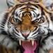 Tigre ataca a perrito y el final sorprende a todos