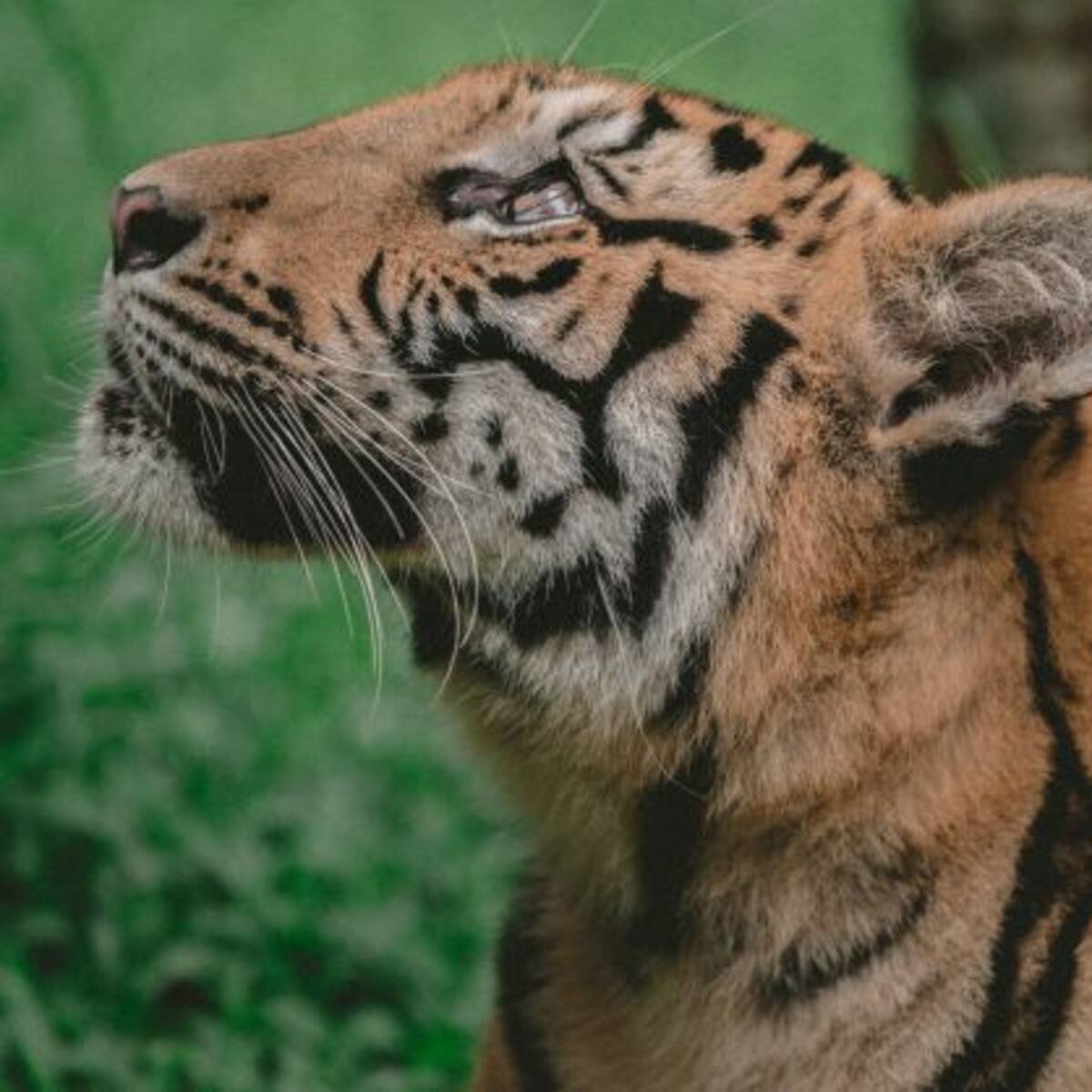 Policía armada llega para capturar un tigre… de peluche