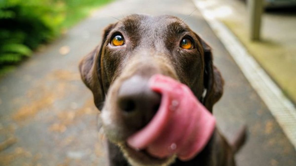 Tener un perro en casa ayuda a mantener un corazón sano