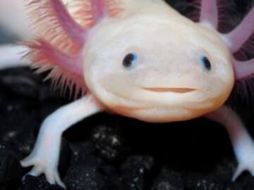 El ajolote podría ser el nuevo eslabón en la evolución humana