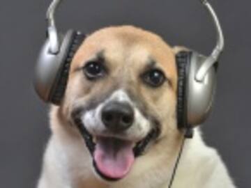 ¡Los perros prefieren el Rock!
