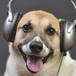 ¡Los perros prefieren el Rock!