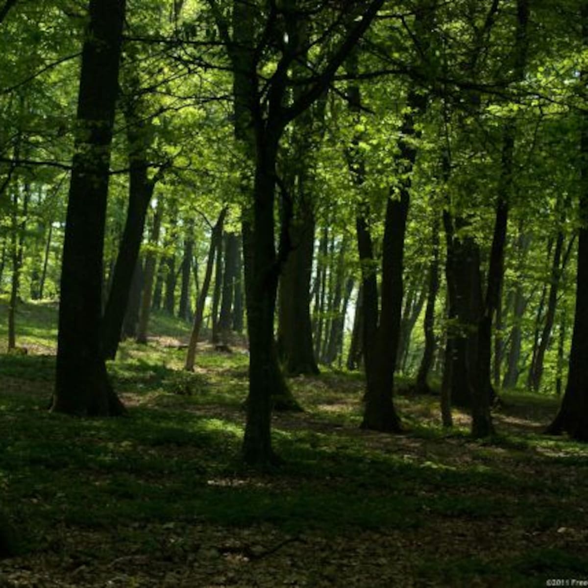El bosque de cannabis
