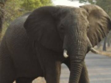 Paquidermo detiene un camión