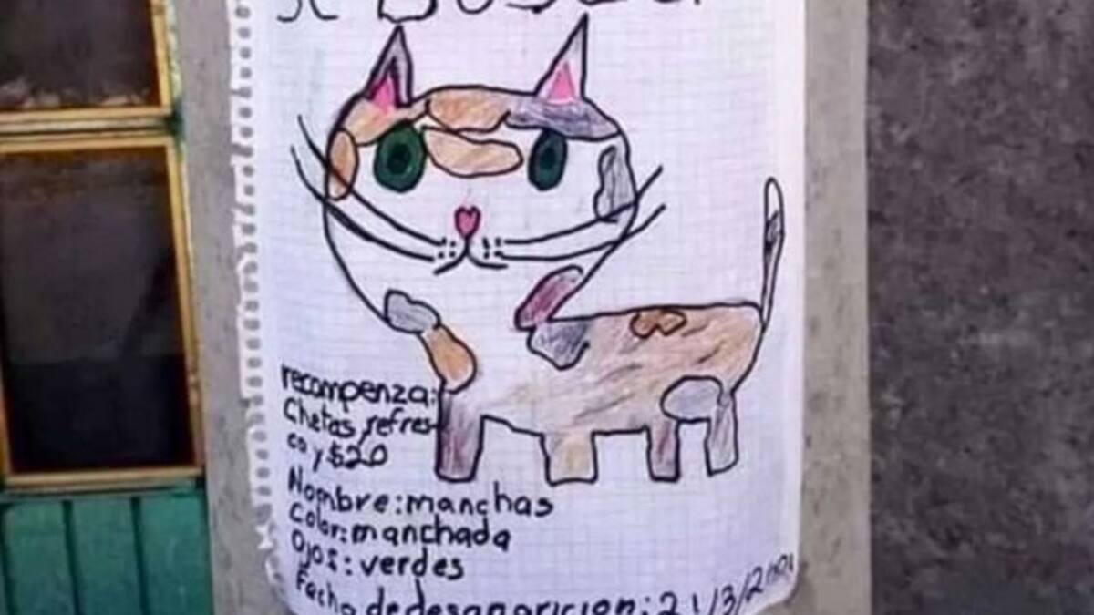 Niño perdió a su gato, ofrece papitas, refresco y 20 pesos como recompensa
