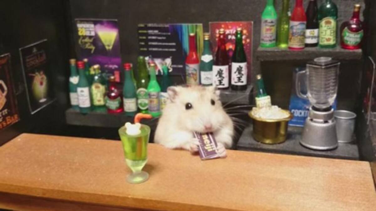 Un hamster...¡Muy fiestero!