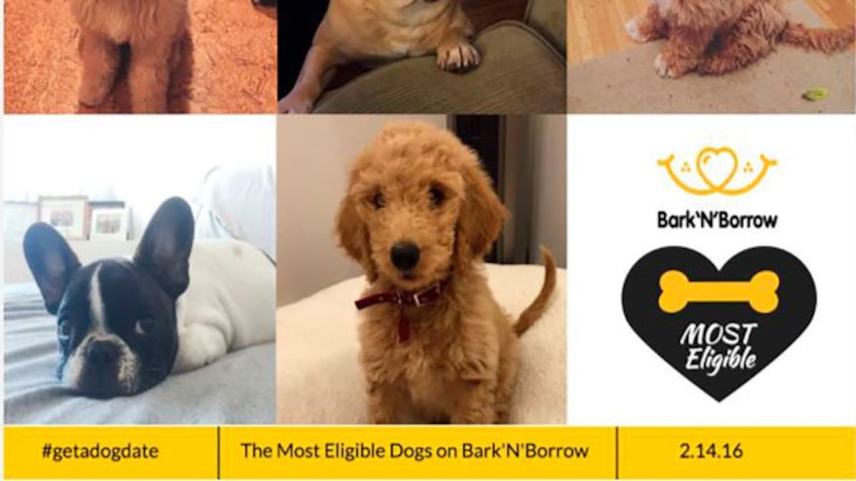 Crean aplicación para conocer perros