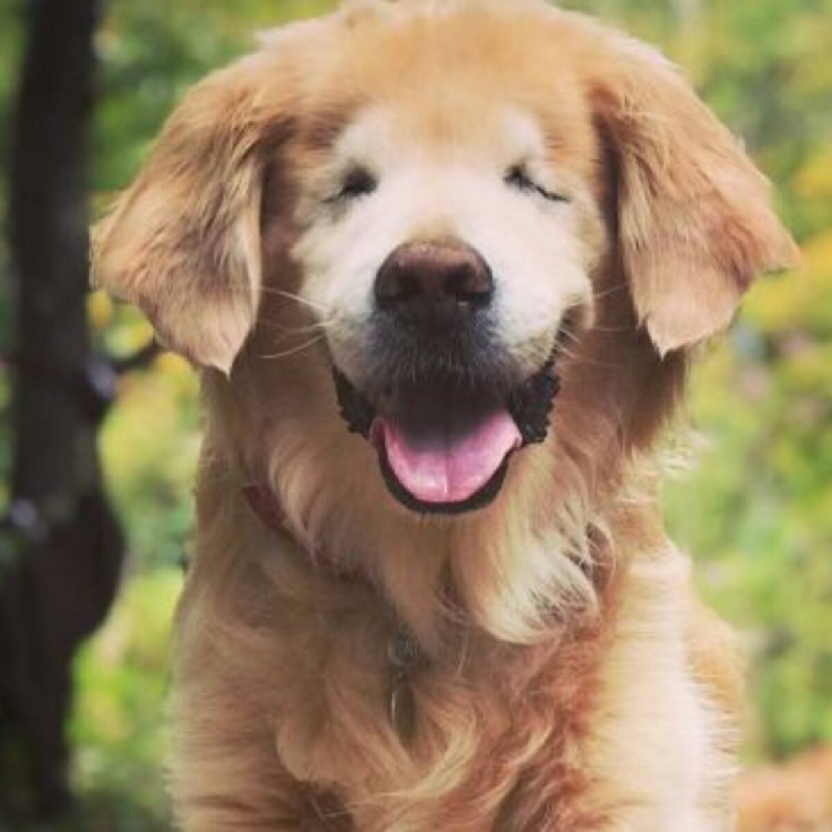 Murió Smiley, el perrito ciego que dedicó su vida a ser terapeuta