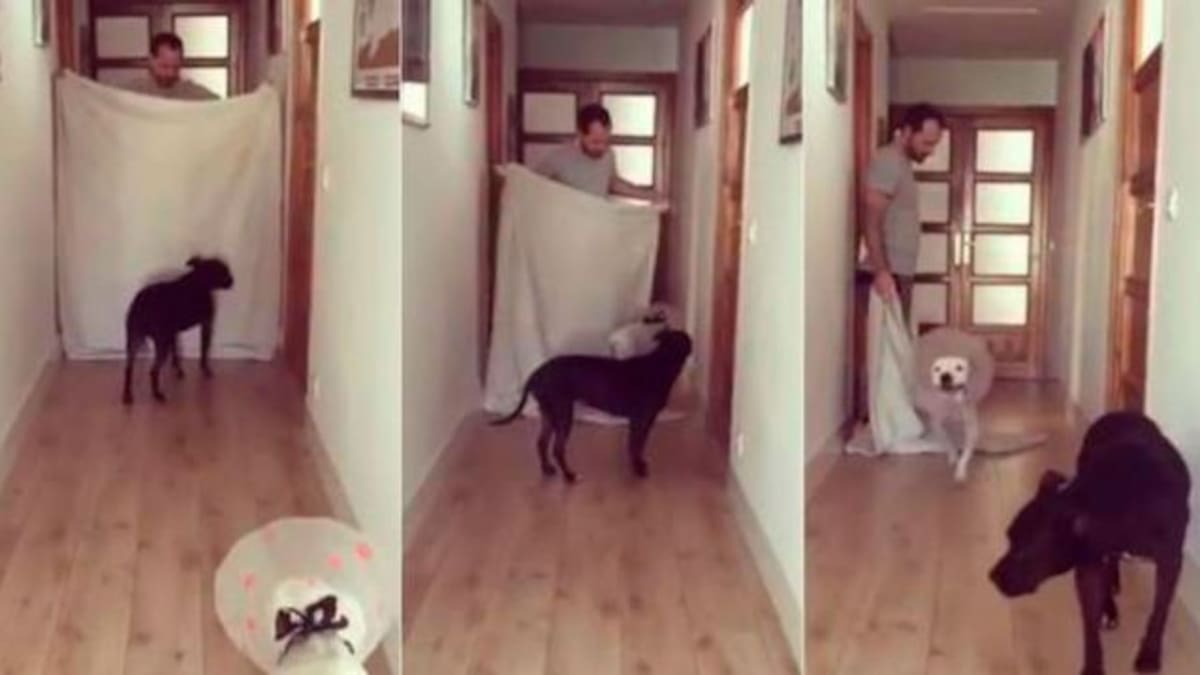 Es troleado por sus perros al intentar hacer el truco viral de la sábana