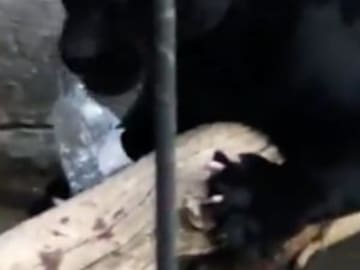 El terrible desenlace de esta mujer que intentó tomarse una selfie con un jaguar