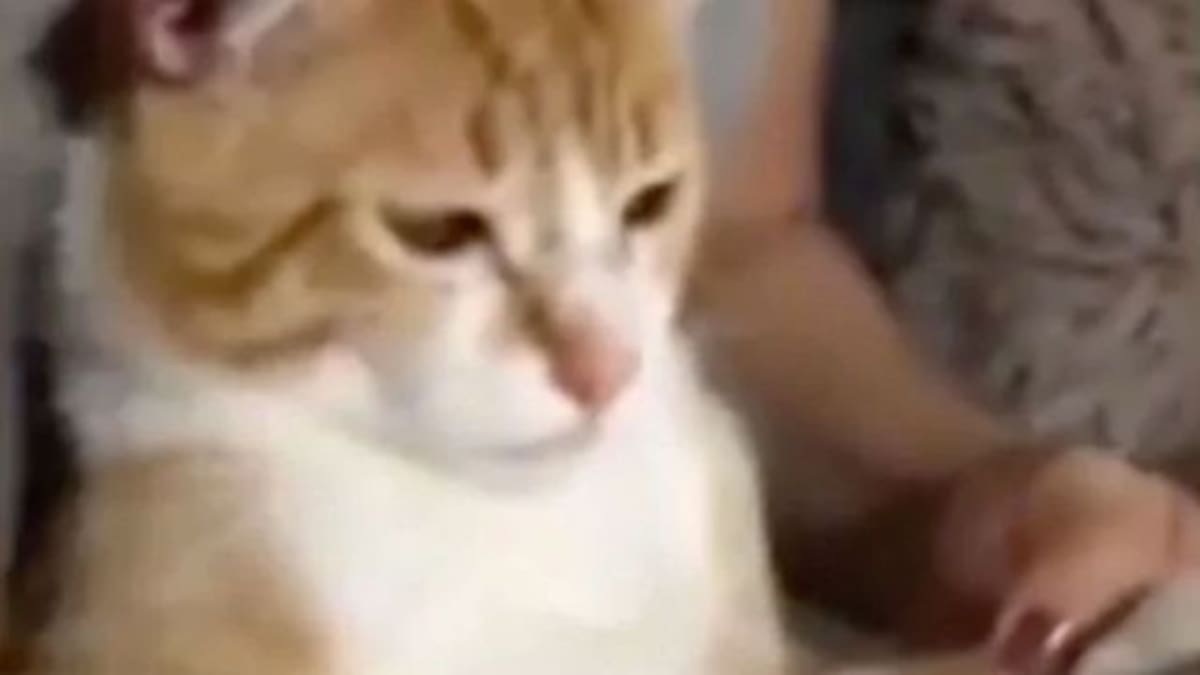 Gatito usa el celular de su dueña para ver caricaturas