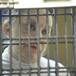 Esto tiene enferma a Elba Esther Gordillo en la prisión