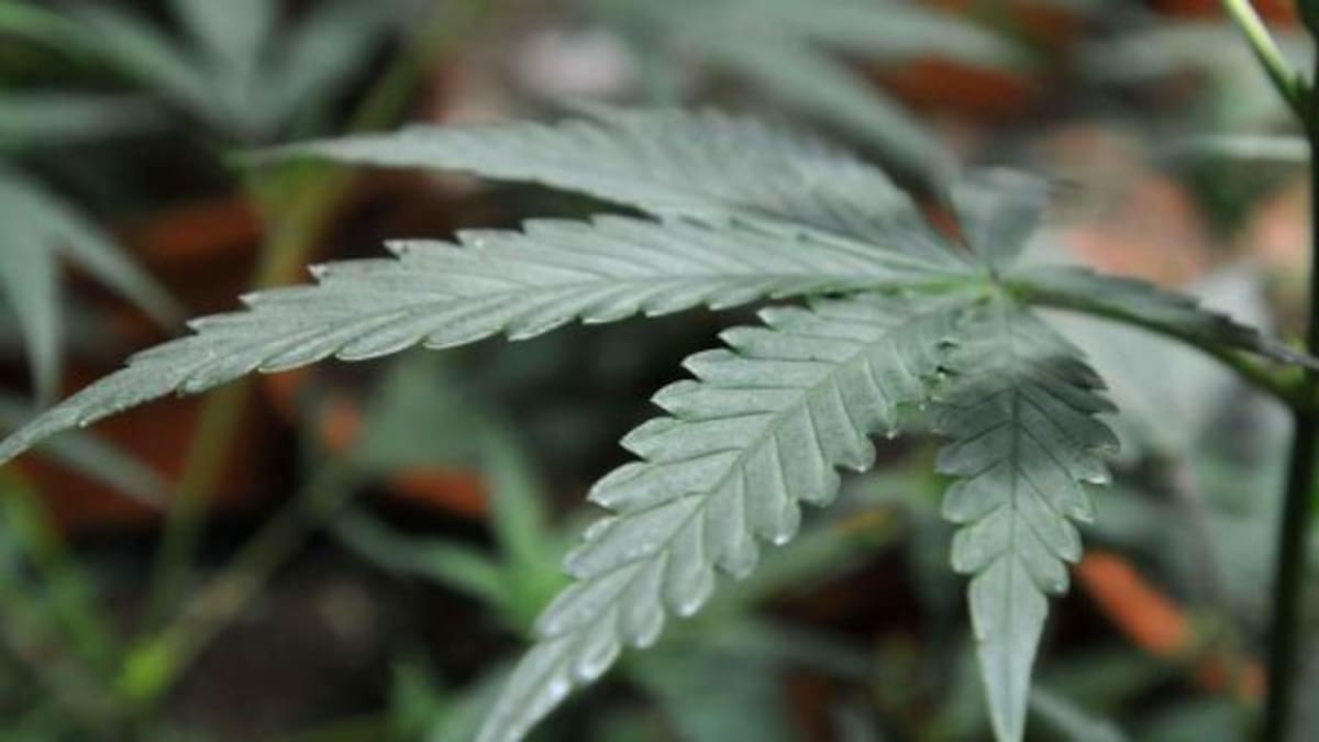 ¡Avalan la cannabis para fines médicos!