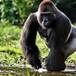 Este animal está al borde de la extinción