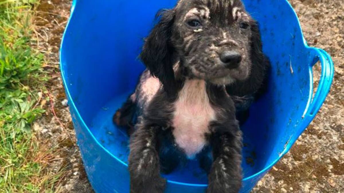 Cachorro abandonado en la basura se convierte en perro policía