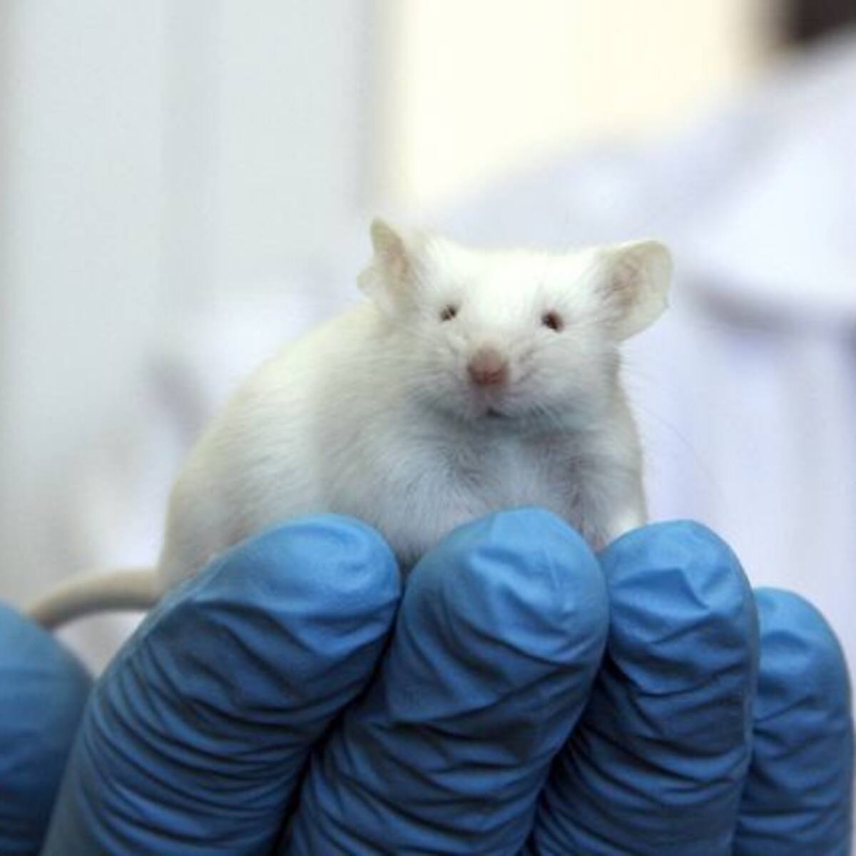 Ratón entrenado para transportar droga