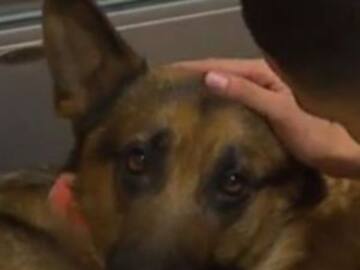 Rex, el perro que recibió cuatro disparos para salvar a su dueño
