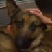 Rex, el perro que recibió cuatro disparos para salvar a su dueño