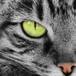 ¡Gato Radioactivo!