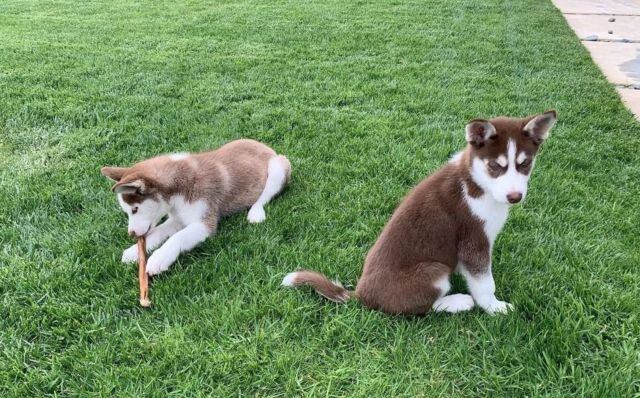 Los perros son los mejores amigos del hombre