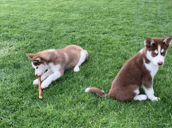Los perros son los mejores amigos del hombre