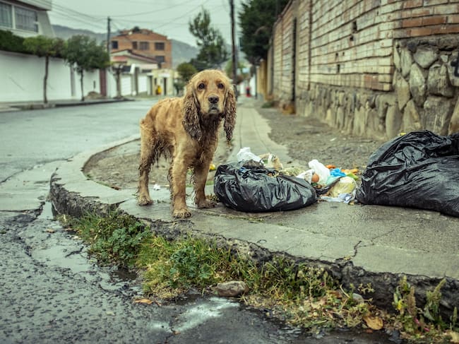 Stray Dog Wet from Rain near Some Garbage Bags