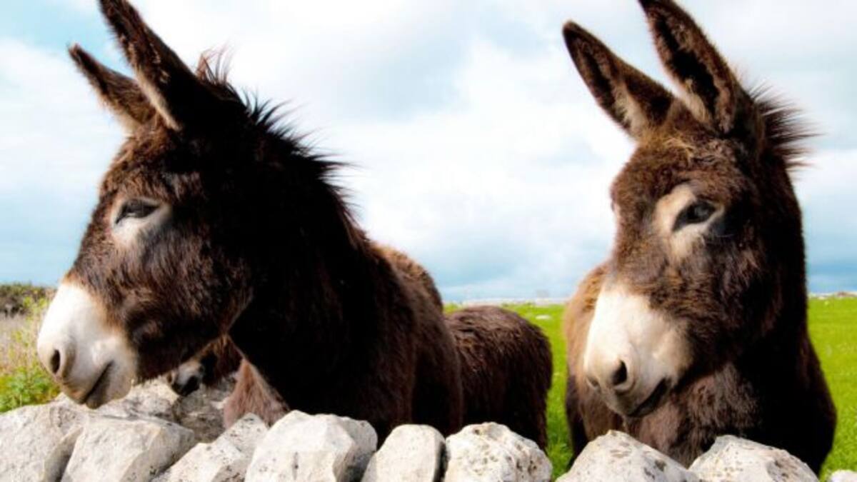 Países en los que está permitido el sexo con animales