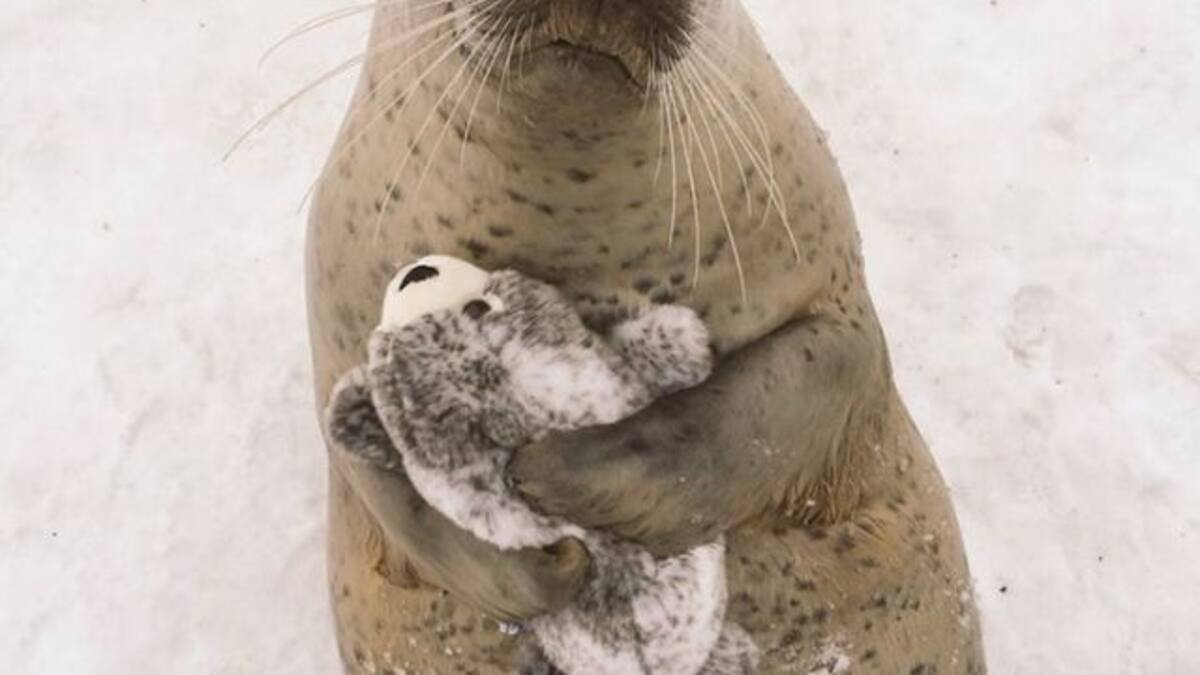 Una foca y su juguete son inseparables