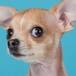 Perro chihuahua se come a su dueño