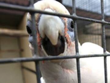 Una disputa doméstica resultó ser entre un loro y su dueño