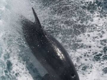 DELFINES SE SUICIDAN EN UNA ISLA DE ÁFRICA