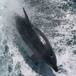 DELFINES SE SUICIDAN EN UNA ISLA DE ÁFRICA
