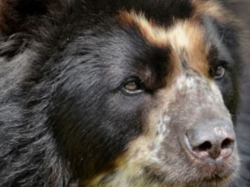 Familia descubre que su perro era un oso en peligro de extinción