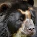 Familia descubre que su perro era un oso en peligro de extinción