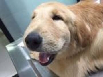 Los perros que pensaron que jugar con abejas era buena idea