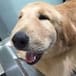 Los perros que pensaron que jugar con abejas era buena idea