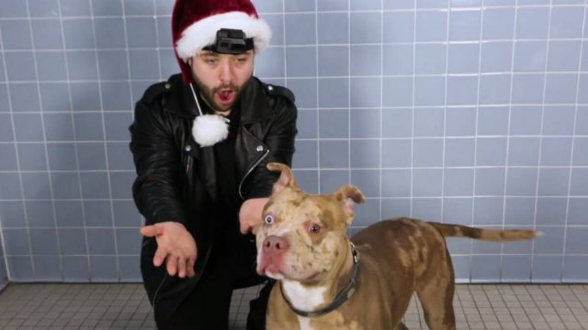 Perritos reciben truco de magia y su reacción es adorable