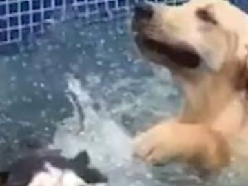 Golden Retriver arruina día de alberca de Husky