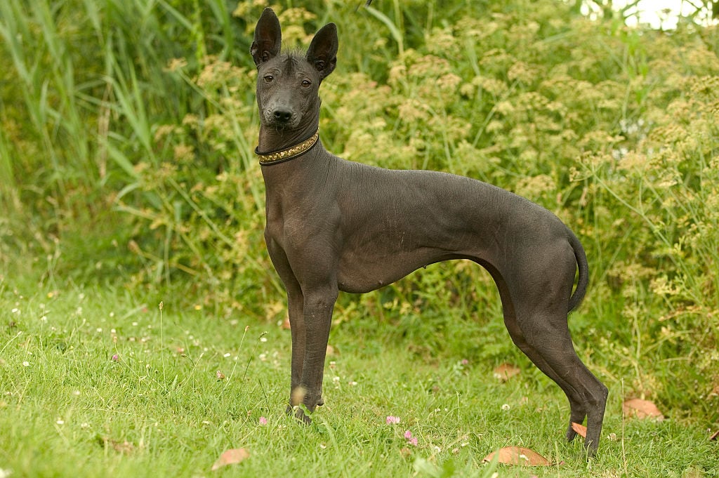Xoloitzcuintle