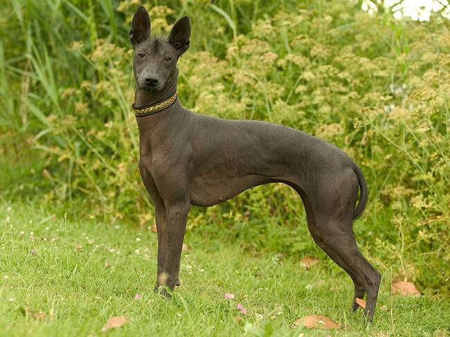 Xoloitzcuintle